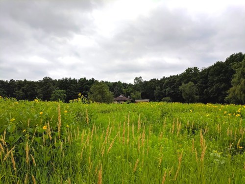 A lush green field with tall grass and yellow flowers, bordered by trees under a cloudy sky. A house is visible in the distance.