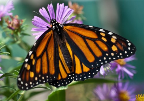 A vibrant monarch butterfly with orange and black wings perched on a purple flower.