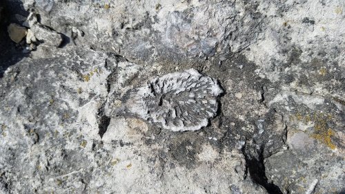 Fossil embedded in a rocky surface, showcasing intricate details and textures against a gray background.