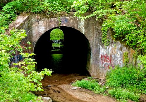 A dark tunnel surrounded by lush greenery, with light visible at the far end and graffiti on the walls.