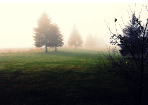 A misty landscape featuring tall trees and a grassy field, creating a serene and tranquil atmosphere.