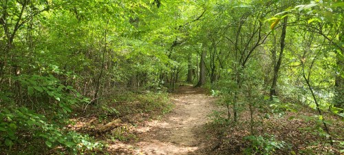 A winding dirt path through a lush green forest, surrounded by trees and foliage.