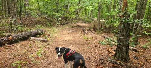 A black and white dog in a harness stands on a forest trail surrounded by green trees and fallen logs.