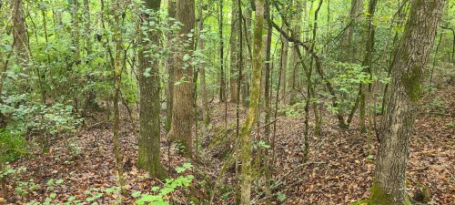 A dense forest scene with tall trees, green foliage, and a carpet of fallen leaves on the ground.