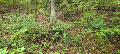 Lush green forest scene with ferns, trees, and a carpet of leaves on the forest floor.