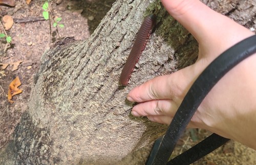 A hand gently touches a textured tree trunk with a long, brown caterpillar resting on it.