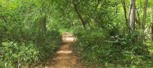 A serene dirt path winding through lush greenery, leading to a wooden bridge in a peaceful forest setting.