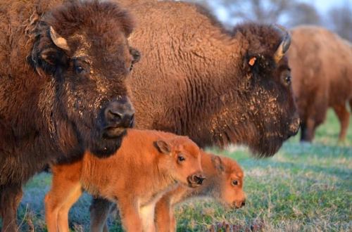 A group of bison, including a mother and her calf, grazing in a grassy field during golden hour.