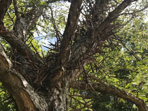 A close-up of a tree trunk covered in sharp thorns, surrounded by green leaves and a bright blue sky.