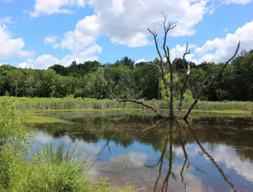 A serene wetland scene with a dead tree, lush greenery, and fluffy clouds reflected in the calm water.