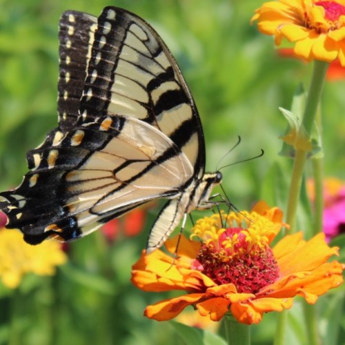 A close-up of a butterfly perched on a vibrant flower, surrounded by colorful blooms in a garden.