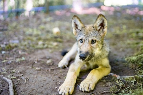 A young wolf pup lying on the ground, looking curiously at the camera with bright blue eyes.