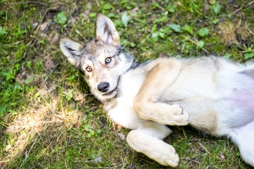 A playful wolf lying on its back on green grass, looking curiously at the camera.