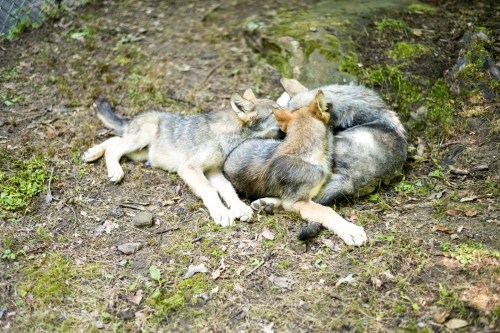 Three wolves curled up together on the ground, resting in a natural setting with grass and rocks.