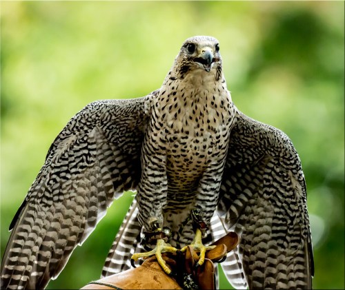 A close-up of a hawk with outstretched wings, perched on a wooden stand against a blurred green background.