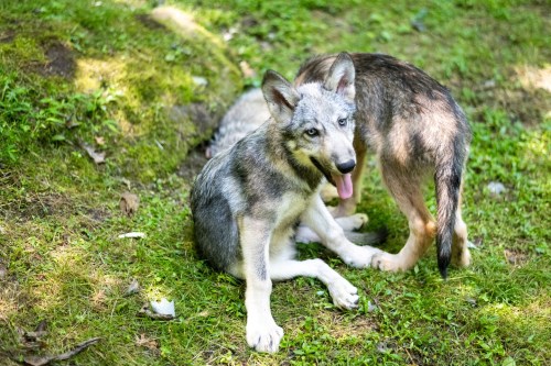 Two playful wolf pups sitting on green grass, one looking back while the other relaxes.