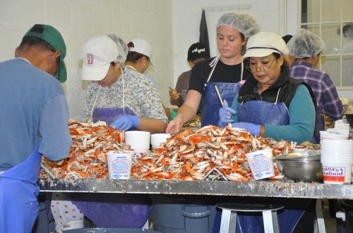 Workers in hairnets and gloves sort and package crabs at a large table filled with seafood.