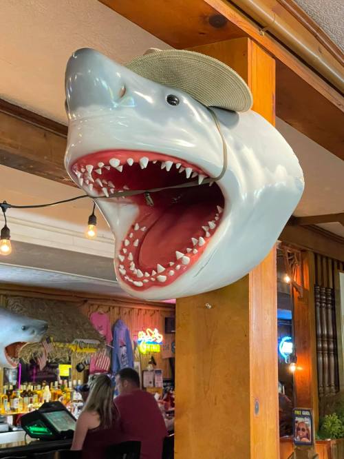 A large shark head mounted on a wall, wearing a hat, with an open mouth displaying sharp teeth.