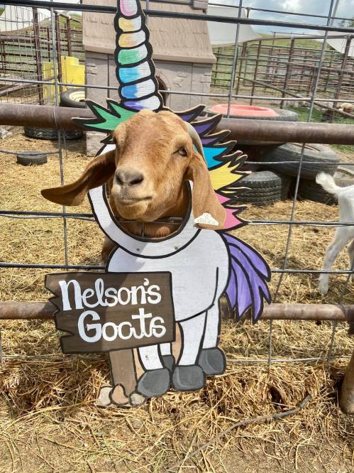 A goat with a unicorn horn stands next to a sign that reads "Nelson's Goats" in a farm setting.