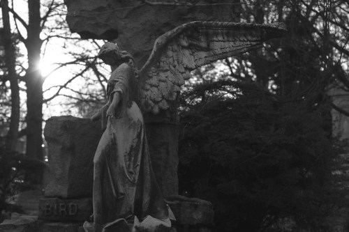 A weathered angel statue with wings, set against a backdrop of trees and a soft sunset glow.