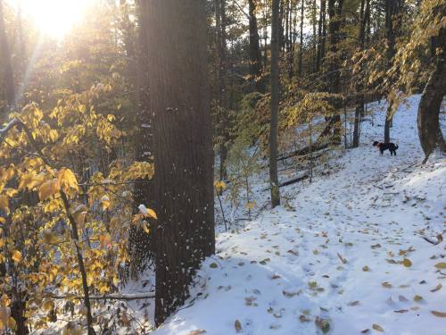 A snowy path through a forest with autumn leaves and a dog walking in the background. Sunlight filters through the trees.