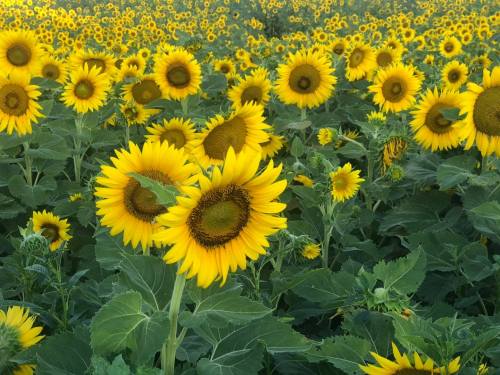 A vibrant field of sunflowers in full bloom, showcasing bright yellow petals and green leaves under a clear sky.