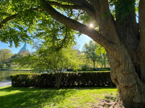 A large tree with sunlight filtering through its leaves, overlooking a serene pond and lush greenery in a park.