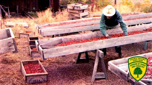 A person sorts red berries on wooden tables in a rustic outdoor setting, surrounded by crates and greenery.
