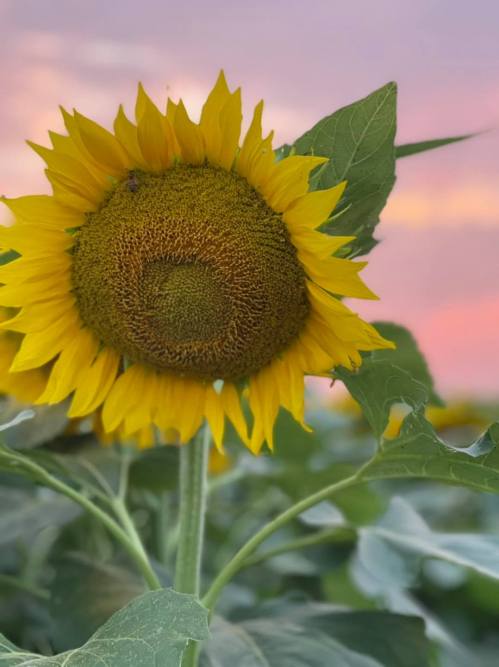 A close-up of a vibrant sunflower against a soft, colorful sunset sky. Green leaves surround the flower.