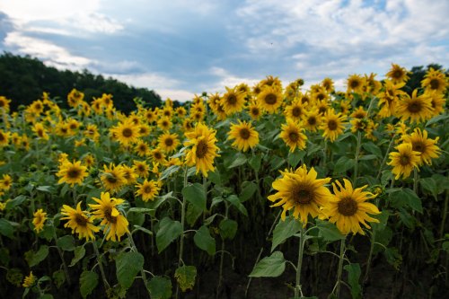 A vibrant field of sunflowers under a cloudy sky, with many bright yellow blooms facing the sun.