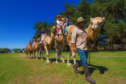 A camel ride with children on camels, led by a guide in a hat, on a sunny day in a grassy area.