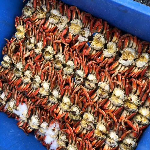 A blue container filled with numerous red crabs, showcasing their claws and shells.