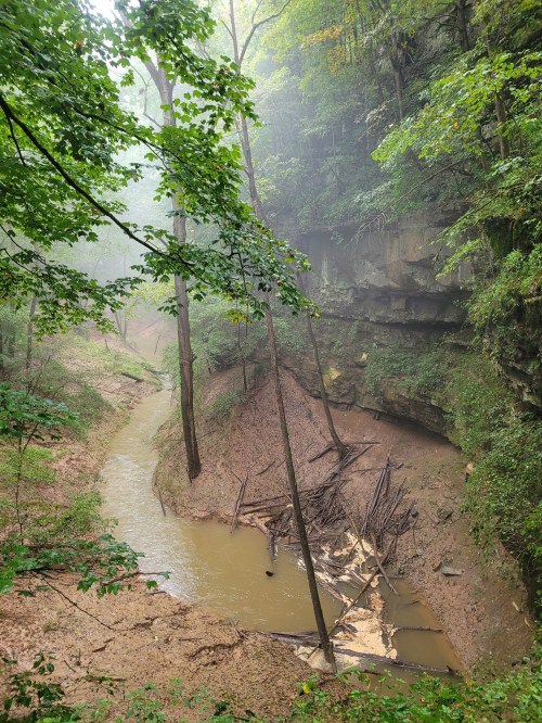 A misty forest scene with a winding creek surrounded by steep, rocky banks and lush green trees.