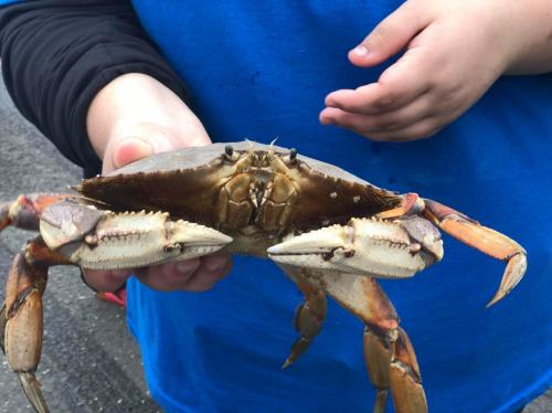 A person in a blue shirt holds a large crab with prominent claws, showcasing its detailed shell and features.