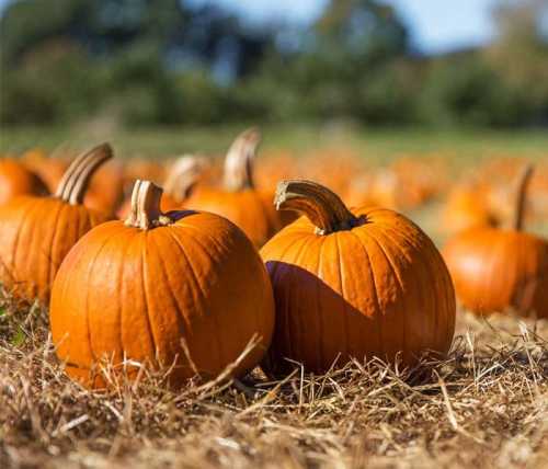 Two bright orange pumpkins sit on straw in a sunny pumpkin patch, surrounded by more pumpkins in the background.