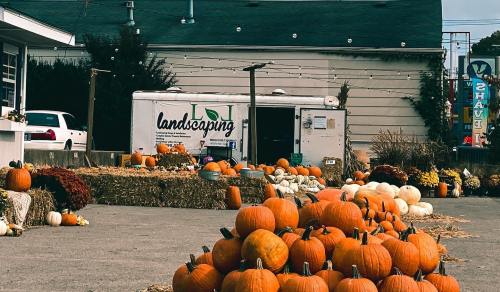 A pumpkin patch with various pumpkins and gourds in front of a landscaping trailer and a building in the background.