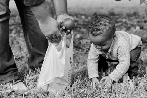 A child crouches on grass, picking up items while an adult holds a bag with apples nearby. The image is in black and white.