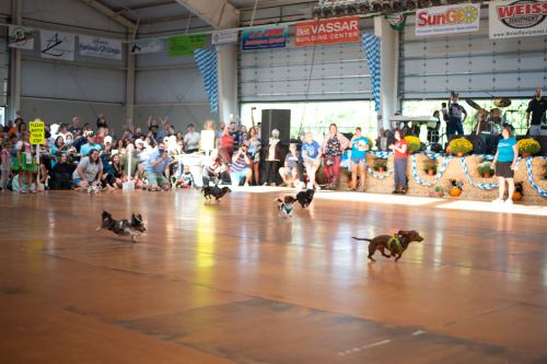 A lively scene of small dogs racing on a wooden floor, with a cheering crowd in a festive indoor setting.