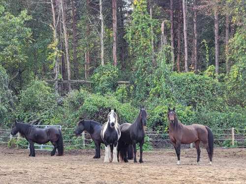 Five horses of various colors stand in a sandy area surrounded by lush greenery and trees.