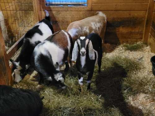 A group of goats in a barn, some grazing on hay, with wooden walls in the background.
