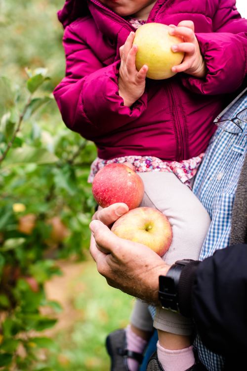 A child in a pink jacket holds an apple while sitting on an adult's arm, surrounded by apple trees.