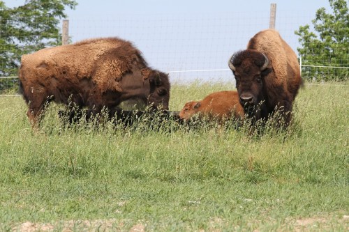 Two adult bison and a calf grazing in a grassy field with trees in the background.