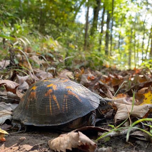 A turtle resting on the forest floor among fallen leaves, with sunlight filtering through the trees above.
