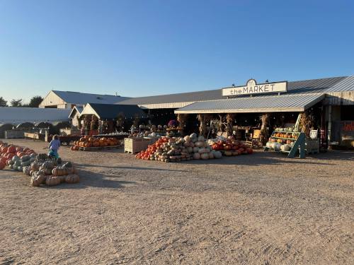 A rustic market with pumpkins and gourds displayed outside under a clear blue sky.