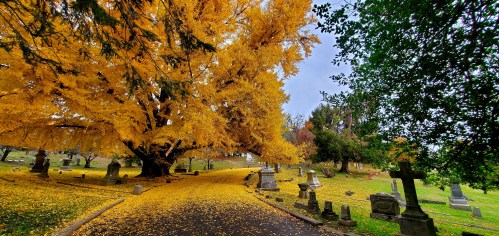 A serene cemetery path lined with gravestones, surrounded by vibrant yellow autumn leaves and a large tree.