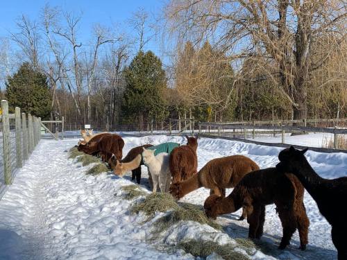 A group of alpacas grazing on hay in a snowy field, surrounded by trees and a clear blue sky.