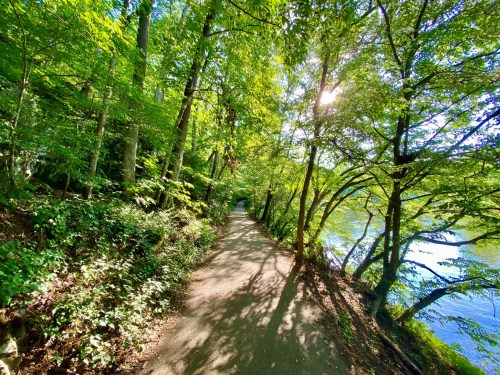 A serene path lined with lush green trees, leading alongside a calm river under a bright blue sky.