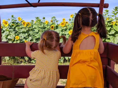 Two young girls in yellow dresses sit on a wooden bench, looking out at a field of sunflowers under a blue sky.