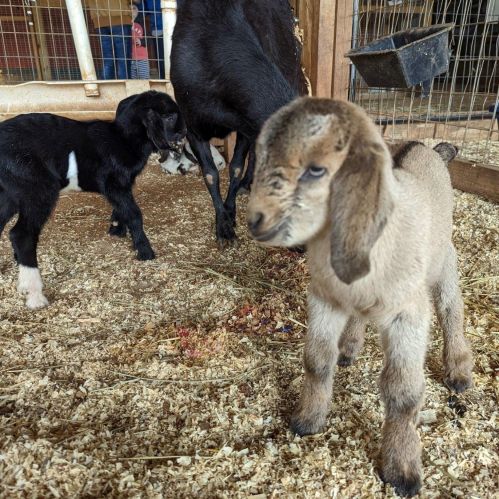 Two young animals, a black and white goat and a light brown goat, are standing on straw in a barn.