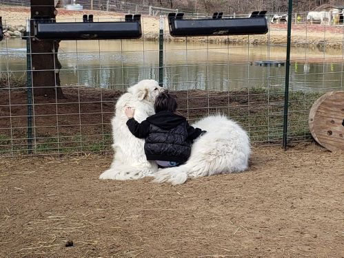 A child hugs a fluffy white dog by a fence near a pond, surrounded by a farm setting.